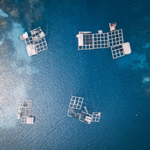 aquaculture-and-fisheries