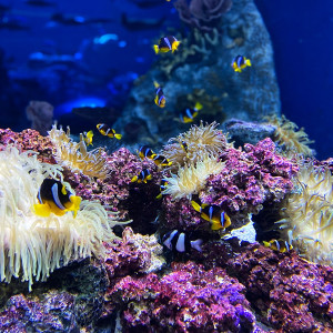 marine-ecosystem