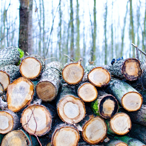 biomass-and-biofuels