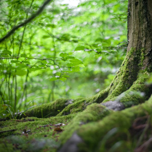 forest-products